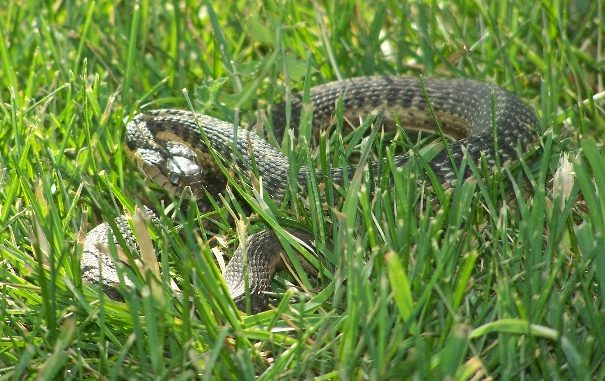 Snake in the Grass